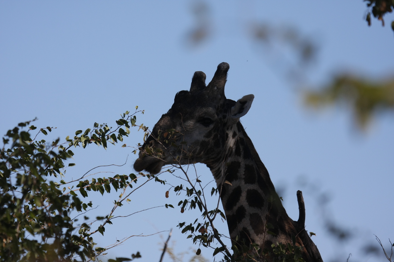[16786] 2016_06_27_07_40_58_Africa_Canon_EOS_40D_IMG__09742.jpg