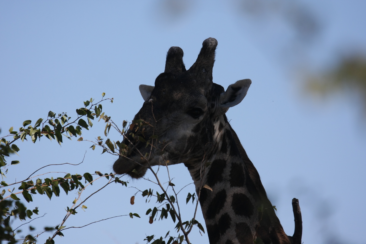 [16793] 2016_06_27_07_41_05_Africa_Canon_EOS_40D_IMG__09743.jpg