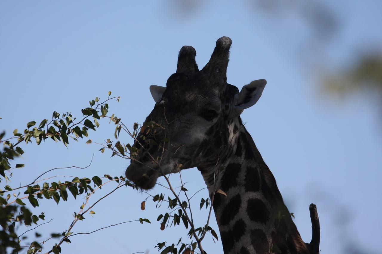 [16794] 2016_06_27_07_41_05_Africa_Canon_EOS_40D_IMG__09744.jpg
