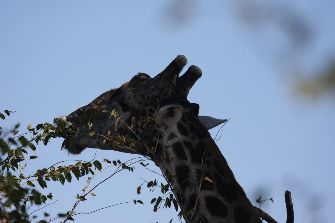 [16803] 2016_06_27_07_41_08_Africa_Canon_EOS_40D_IMG__02301.jpg