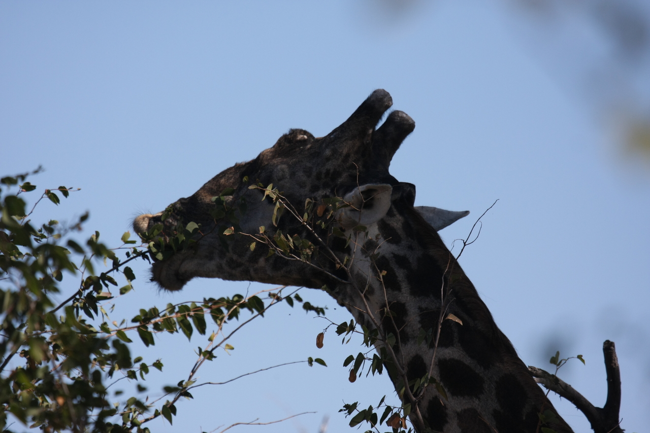 [16810] 2016_06_27_07_41_09_Africa_Canon_EOS_40D_IMG__02304.jpg