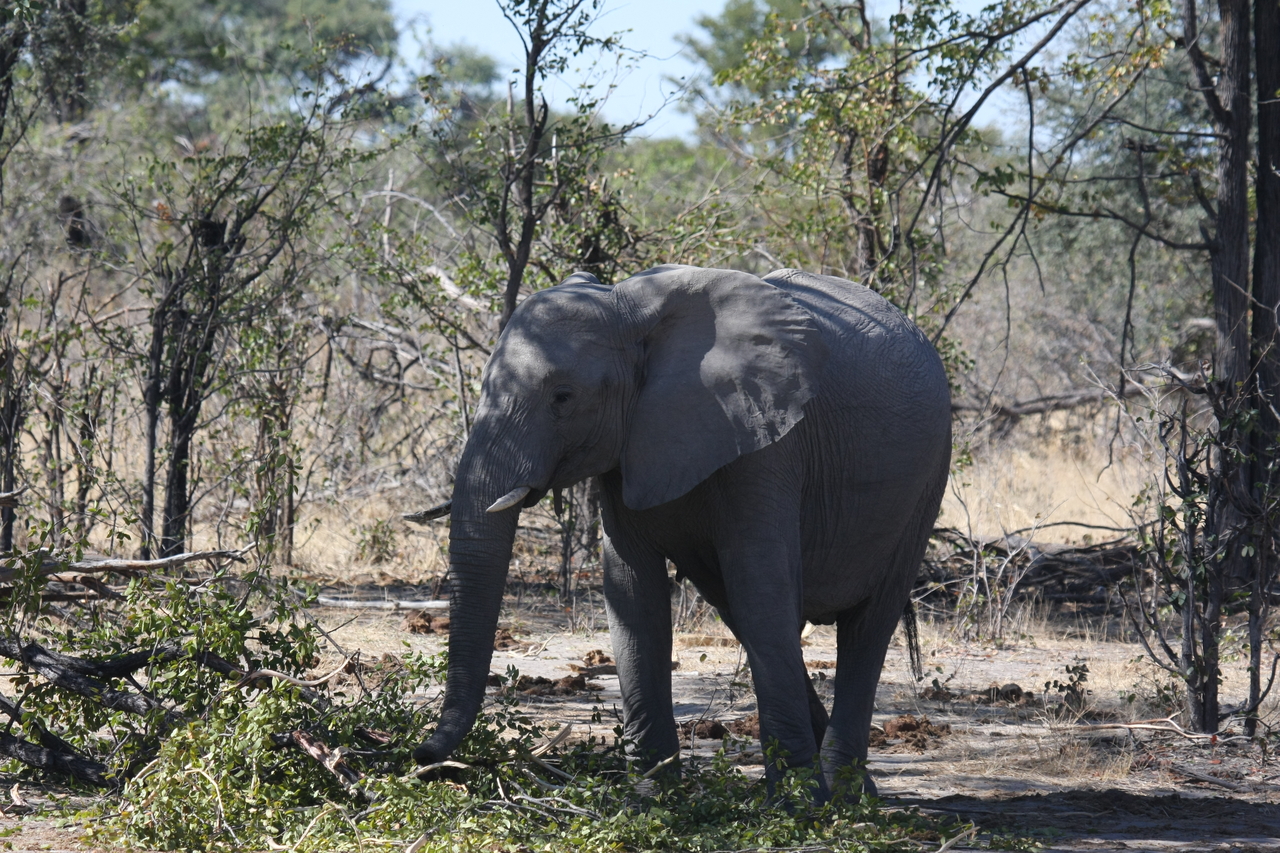 [16832] 2016_06_27_07_51_52_Africa_Canon_EOS_40D_IMG__00020.jpg