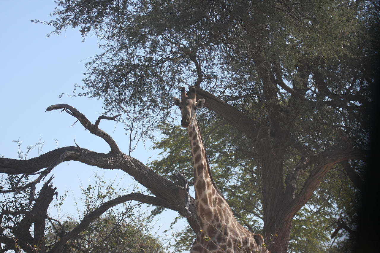 [16861] 2016_06_27_07_54_17_Africa_Canon_EOS_40D_IMG__09765.jpg