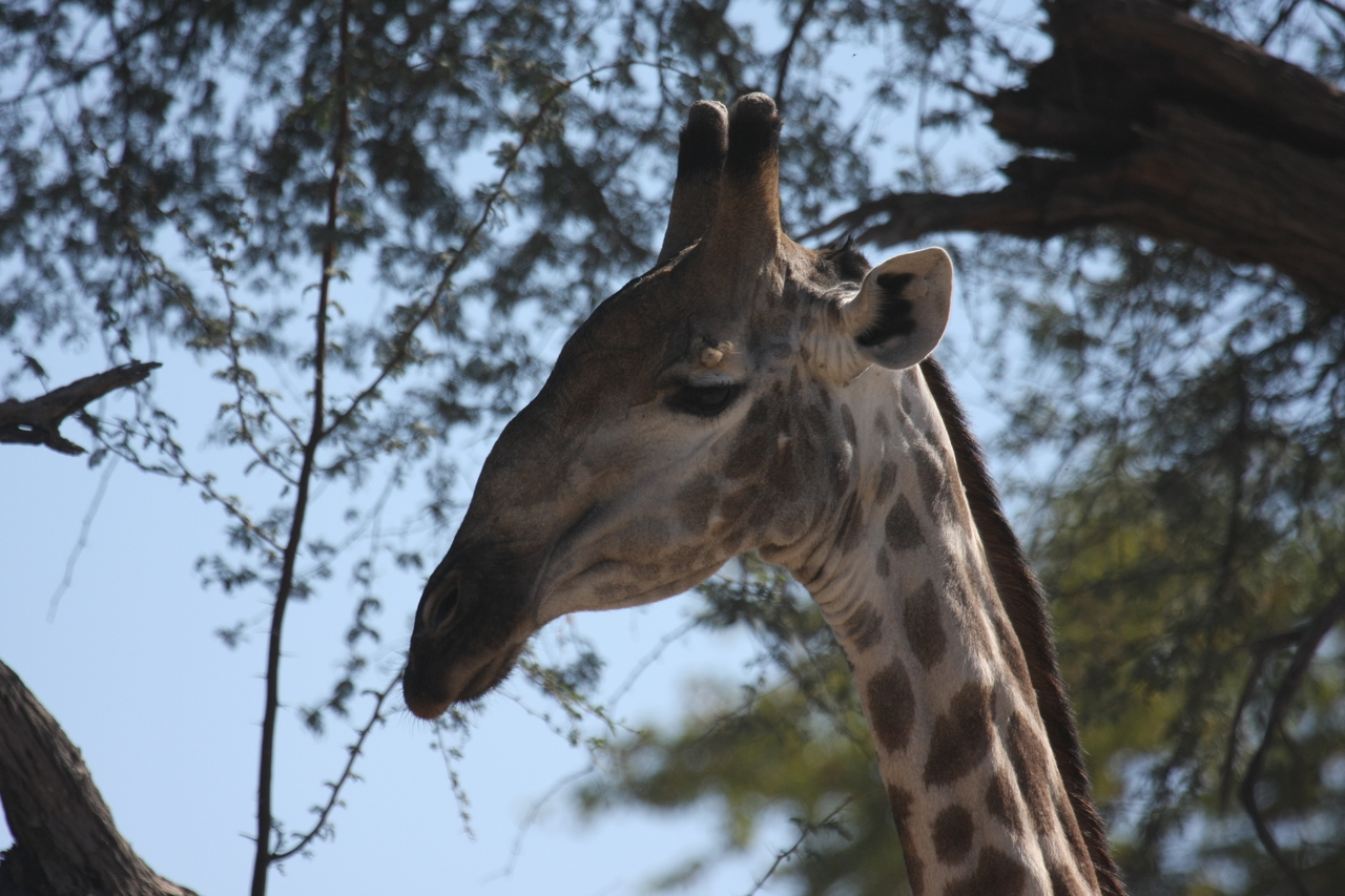 [16873] 2016_06_27_07_54_24_Africa_Canon_EOS_40D_IMG__09767.jpg