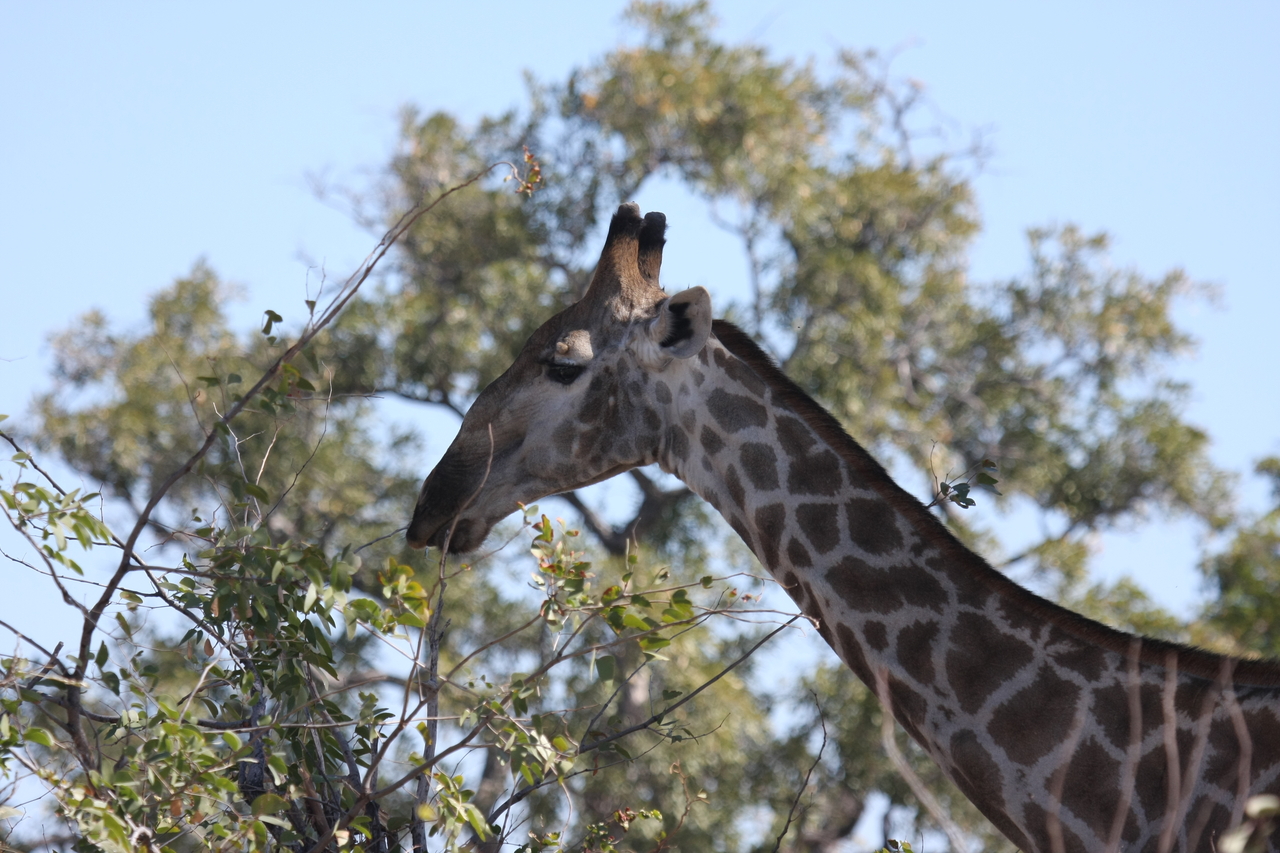 [16884] 2016_06_27_07_55_42_Africa_Canon_EOS_40D_IMG__09770.jpg
