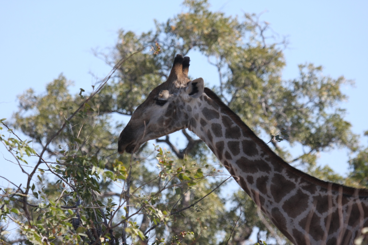 [16885] 2016_06_27_07_55_42_Africa_Canon_EOS_40D_IMG__09771.jpg