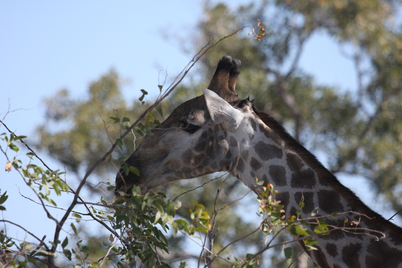 [16893] 2016_06_27_07_55_56_Africa_Canon_EOS_40D_IMG__00039.jpg