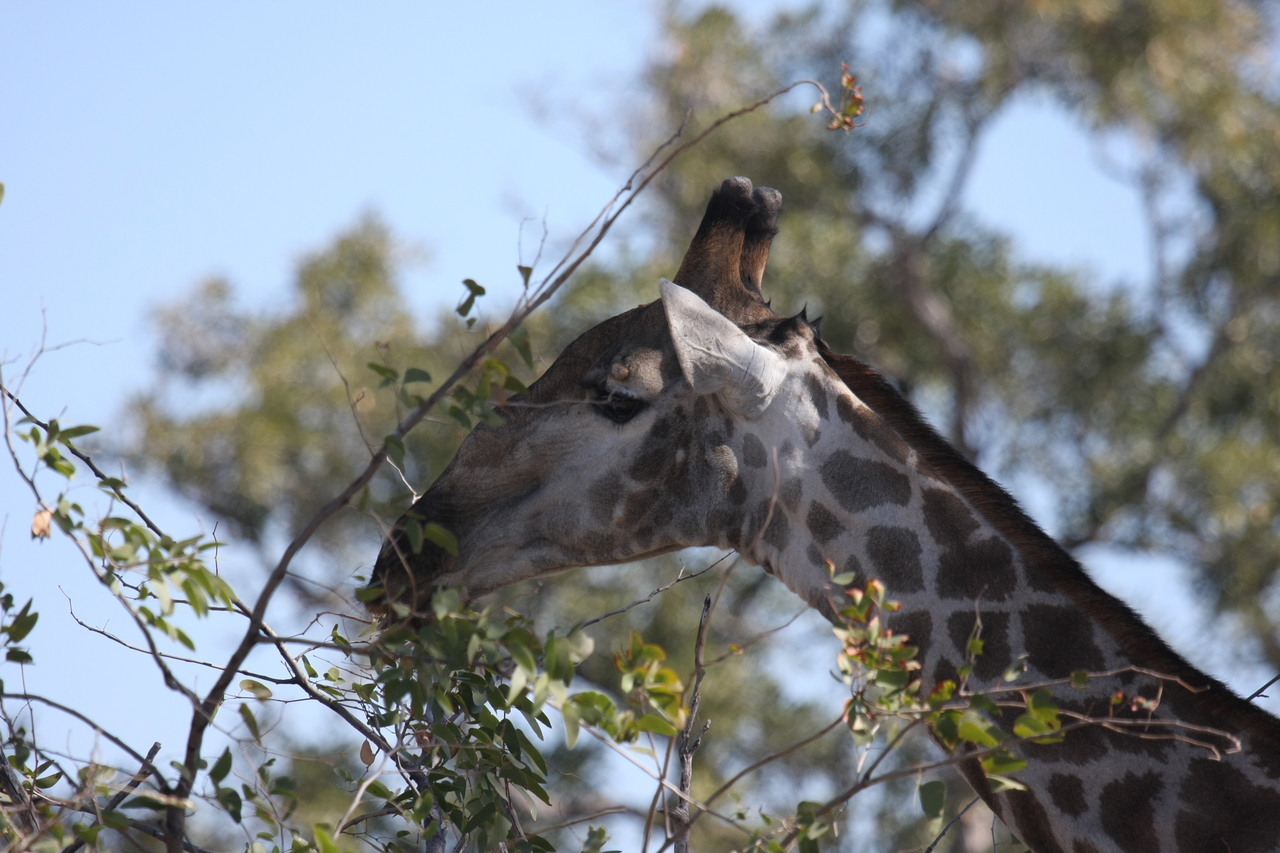 [16896] 2016_06_27_07_55_56_Africa_Canon_EOS_40D_IMG__09775.jpg