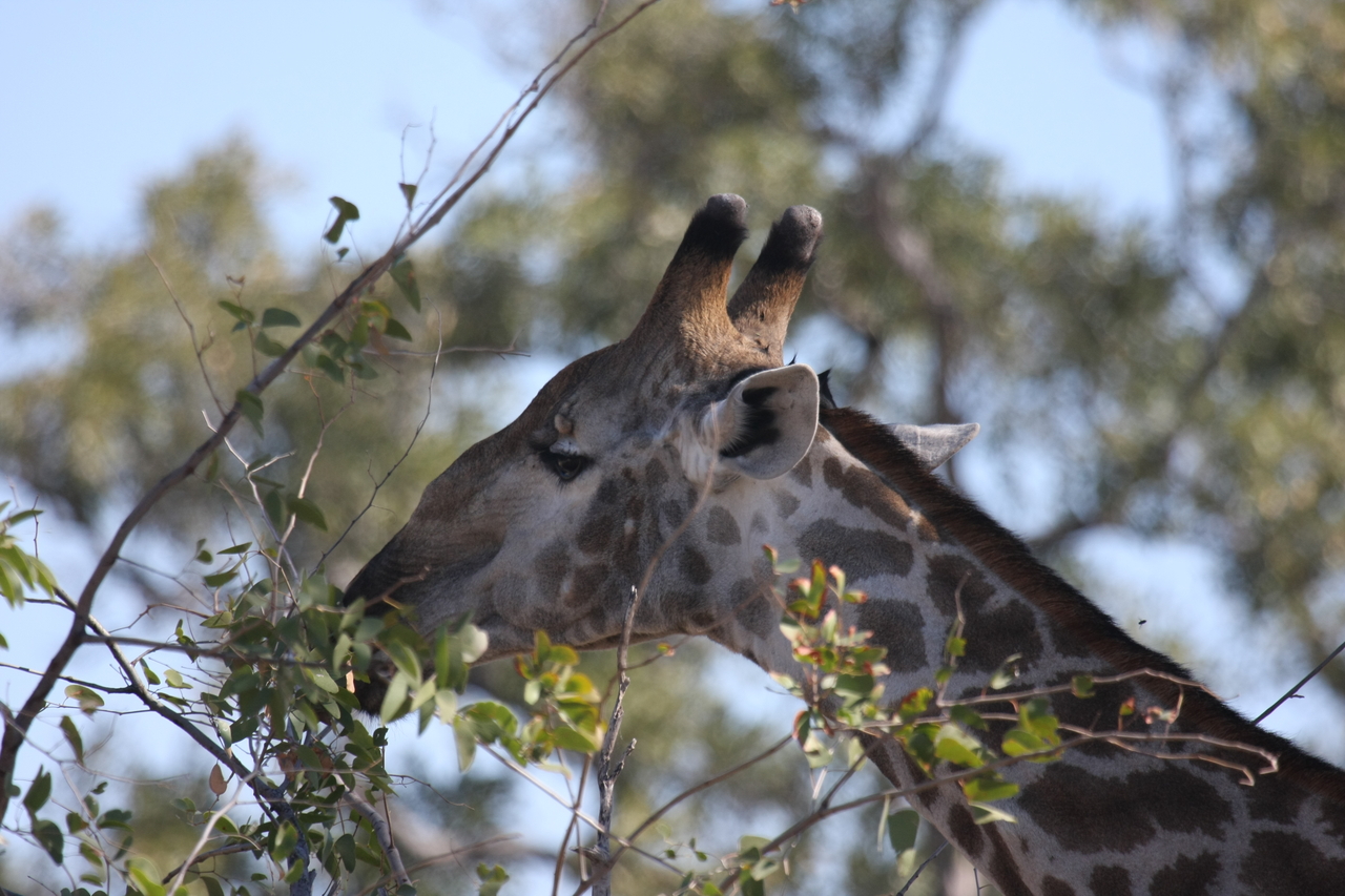 [16914] 2016_06_27_07_56_14_Africa_Canon_EOS_40D_IMG__09781.jpg
