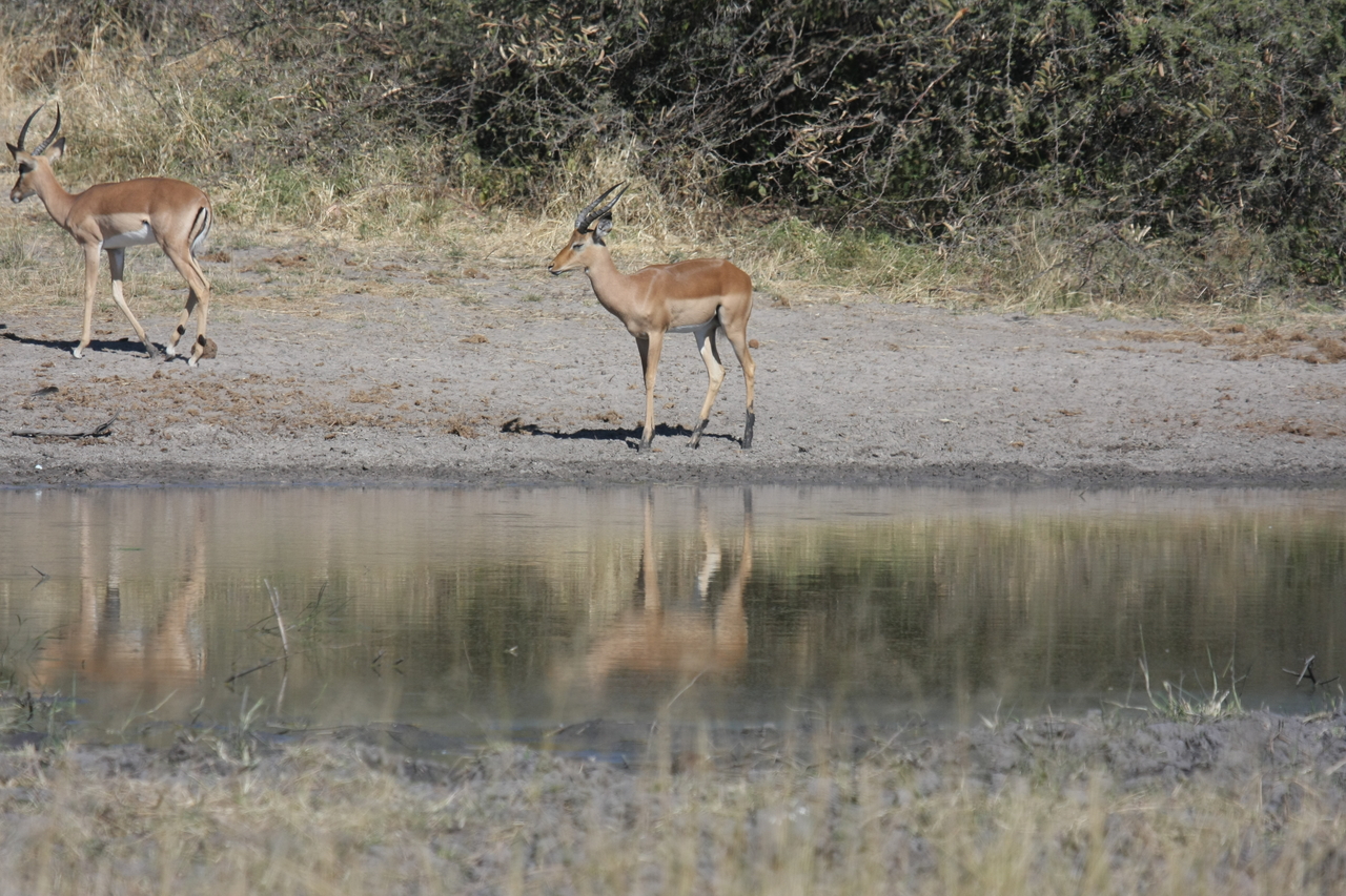 [16926] 2016_06_27_08_07_26_Africa_Canon_EOS_40D_IMG__09784.jpg
