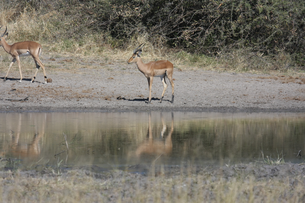 [16927] 2016_06_27_08_07_26_Africa_Canon_EOS_40D_IMG__09785.jpg