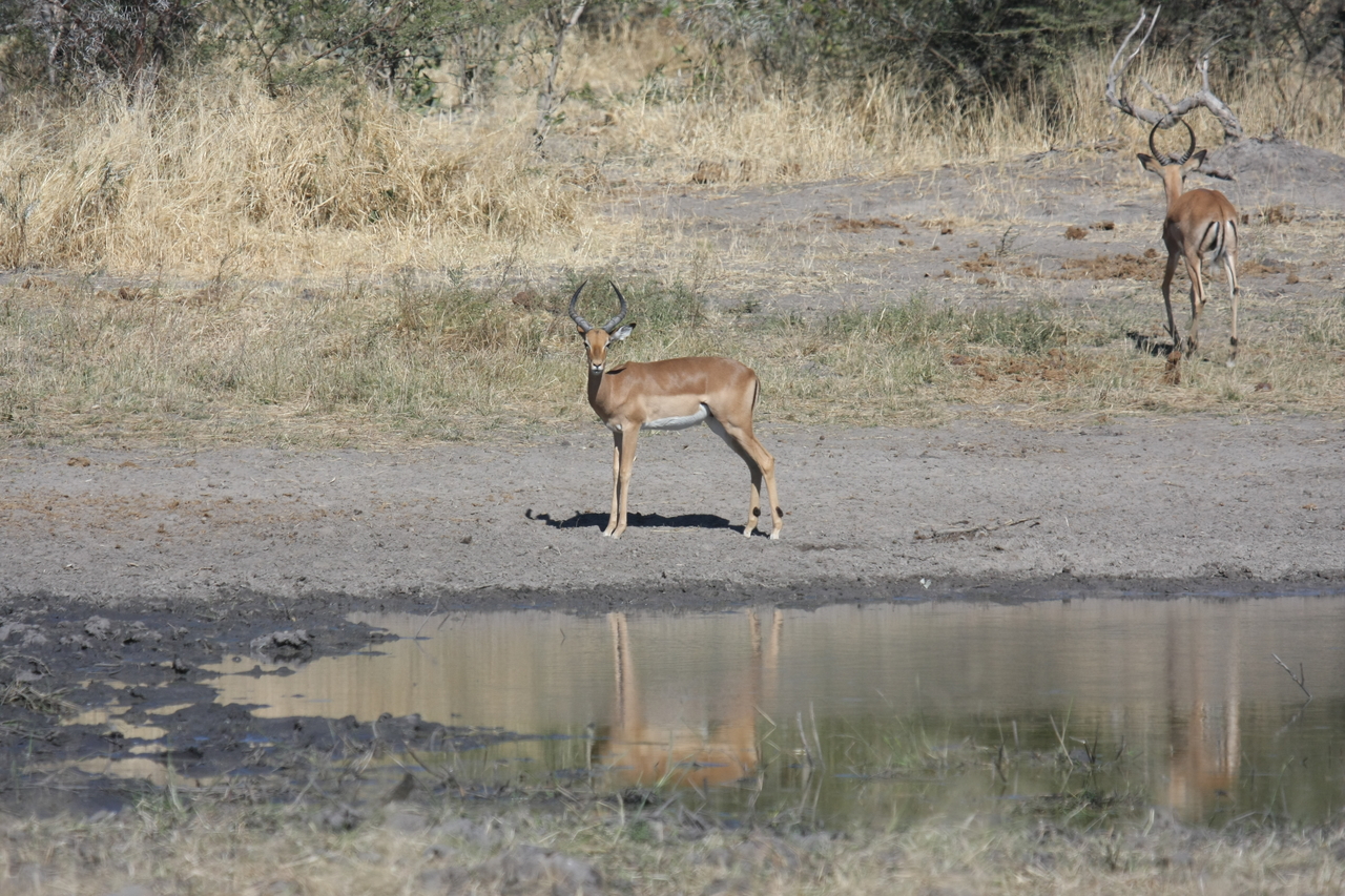 [16941] 2016_06_27_08_07_36_Africa_Canon_EOS_40D_IMG__09789.jpg