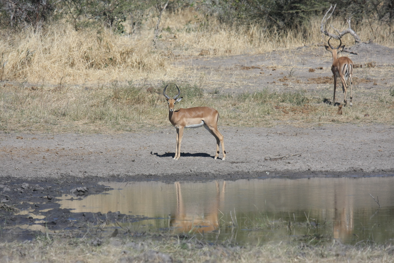 [16942] 2016_06_27_08_07_36_Africa_Canon_EOS_40D_IMG__09790.jpg