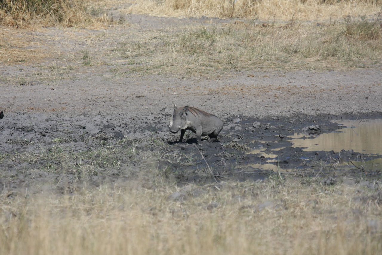 [16960] 2016_06_27_08_08_17_Africa_Canon_EOS_40D_IMG__09797.jpg