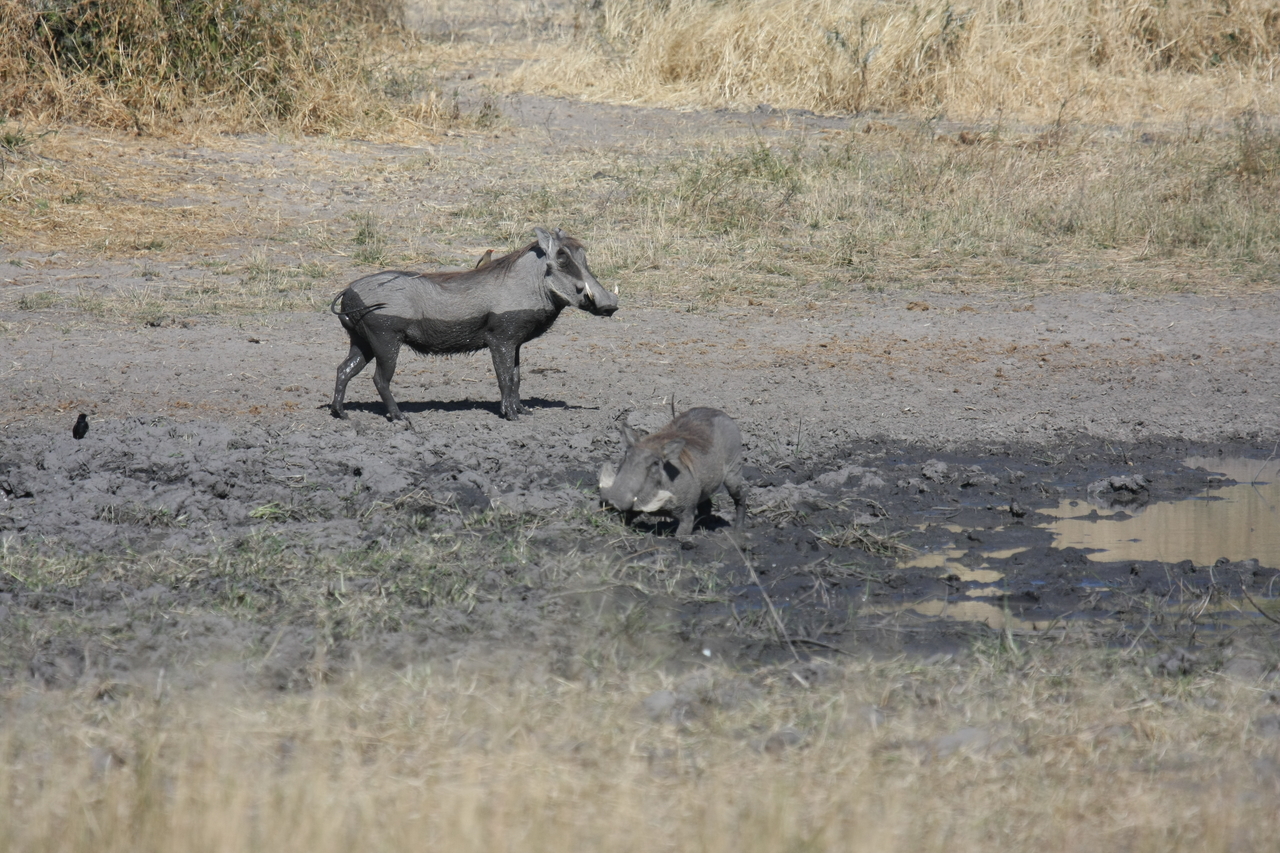[16968] 2016_06_27_08_08_20_Africa_Canon_EOS_40D_IMG__09799.jpg