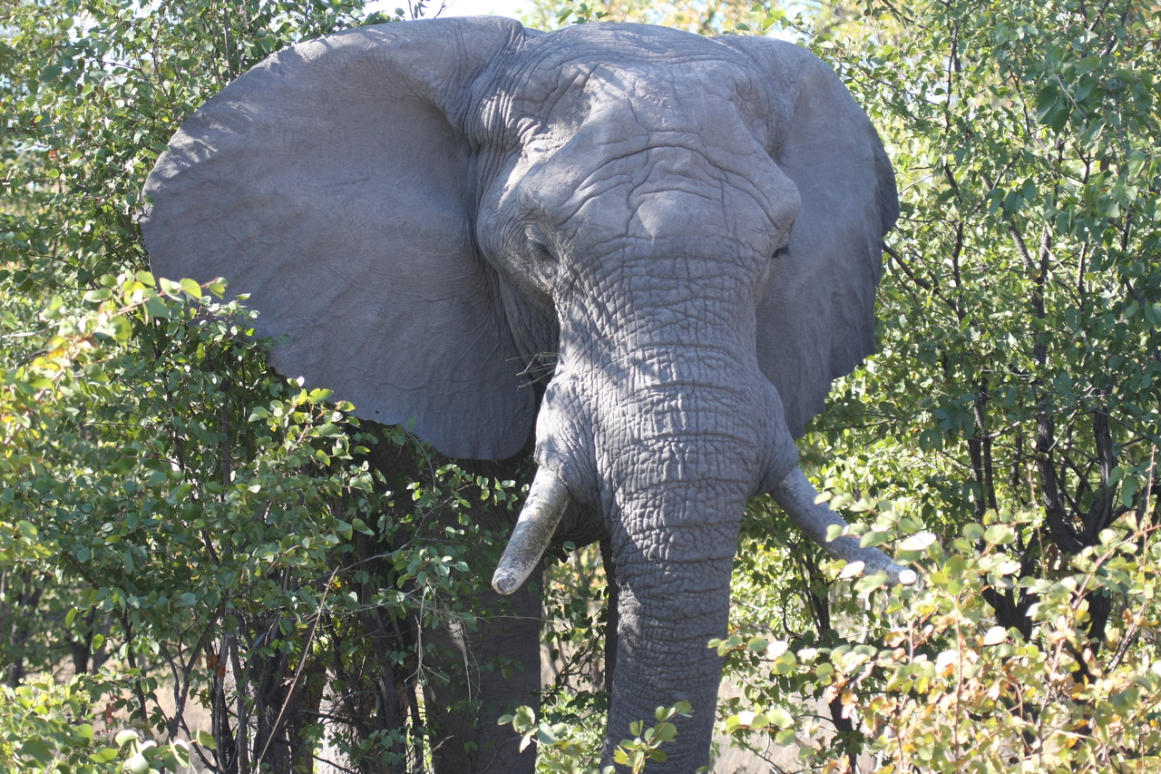 [16988] 2016_06_27_09_17_56_Africa_Canon_EOS_40D_IMG__09801.jpg