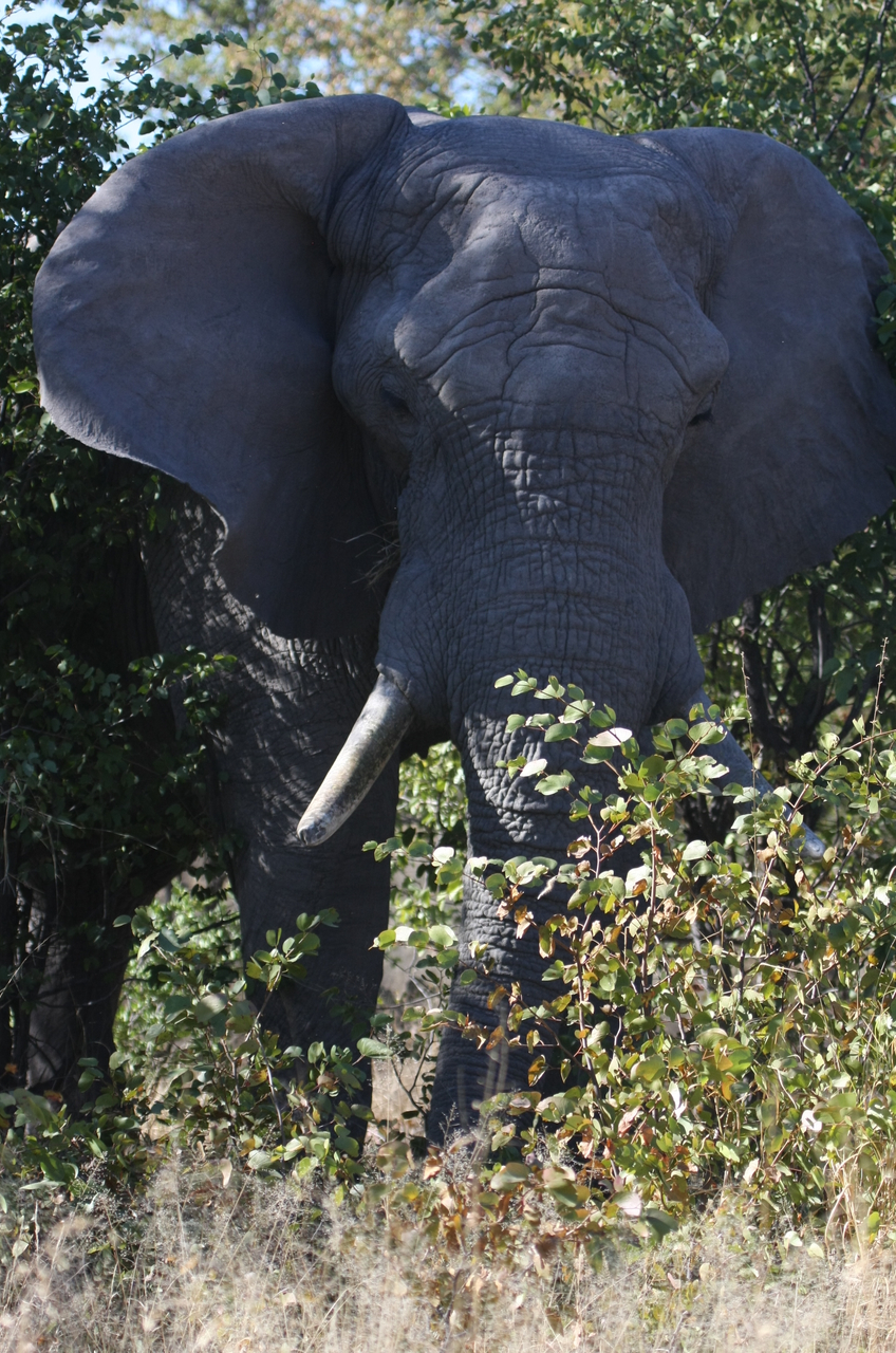 [17004] 2016_06_27_09_18_25_Africa_Canon_EOS_40D_IMG__09806.jpg
