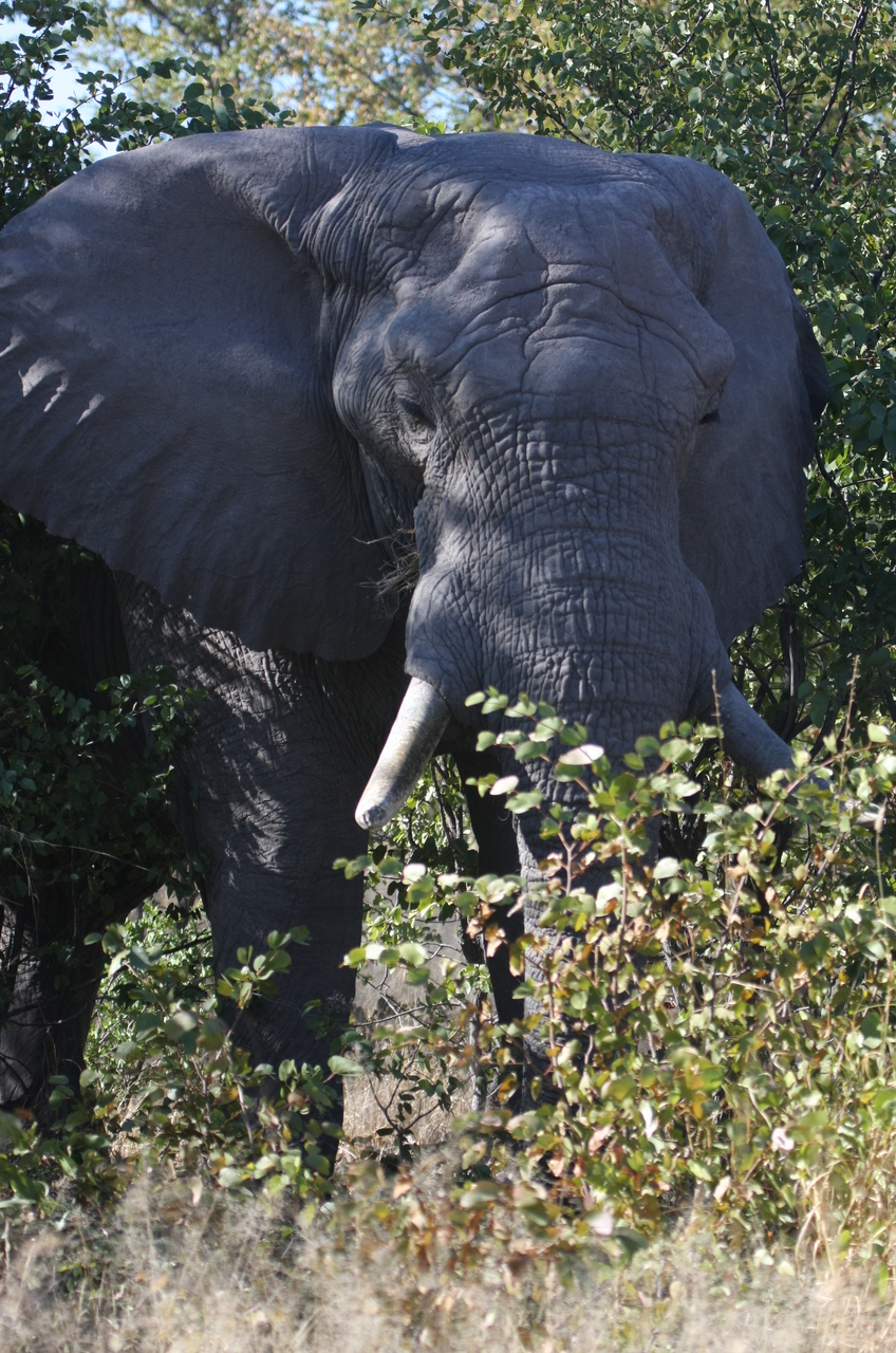 [17006] 2016_06_27_09_18_25_Africa_Canon_EOS_40D_IMG__09808.jpg