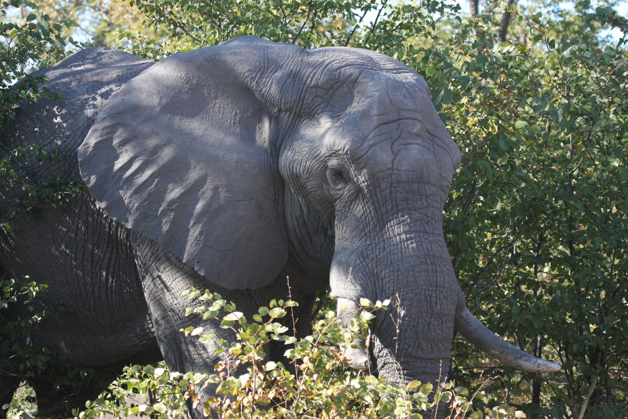[17011] 2016_06_27_09_19_28_Africa_Canon_EOS_40D_IMG__09809.jpg
