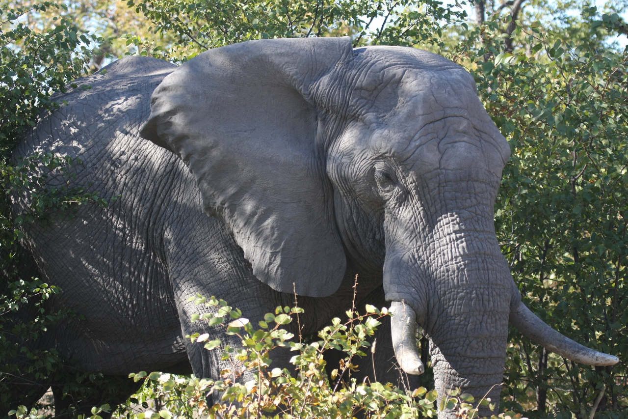 [17018] 2016_06_27_09_19_30_Africa_Canon_EOS_40D_IMG__09812.jpg