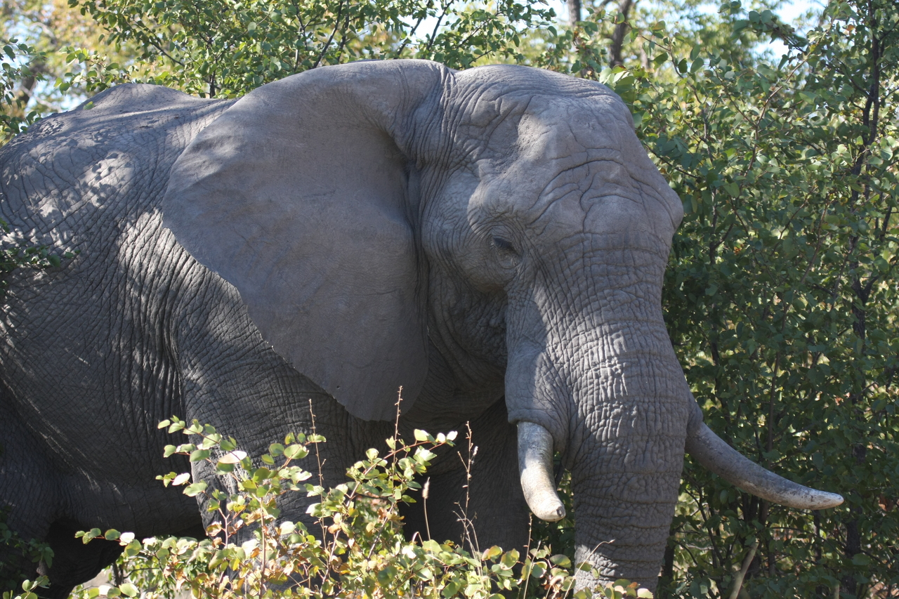[17025] 2016_06_27_09_19_38_Africa_Canon_EOS_40D_IMG__09813.jpg