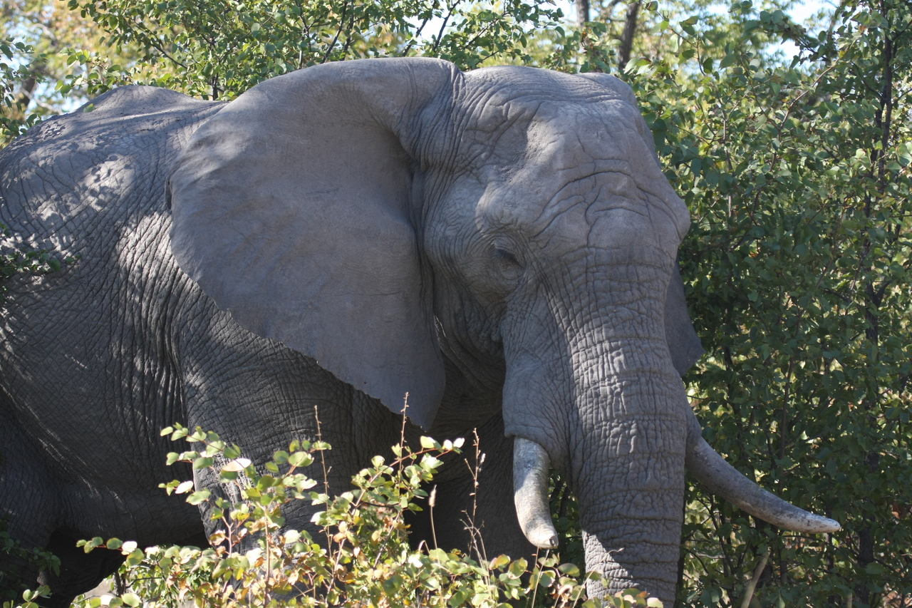 [17026] 2016_06_27_09_19_38_Africa_Canon_EOS_40D_IMG__09814.jpg