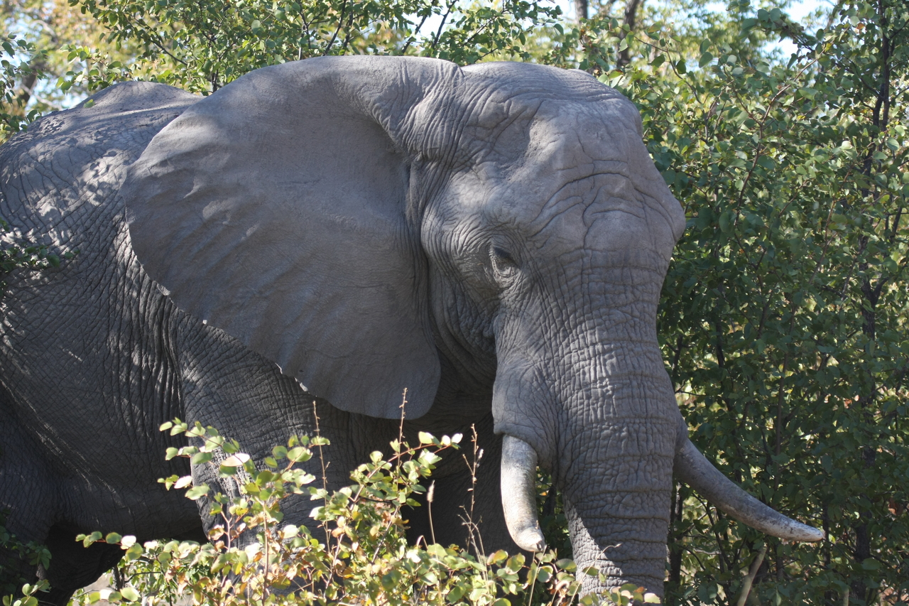 [17027] 2016_06_27_09_19_38_Africa_Canon_EOS_40D_IMG__09815.jpg