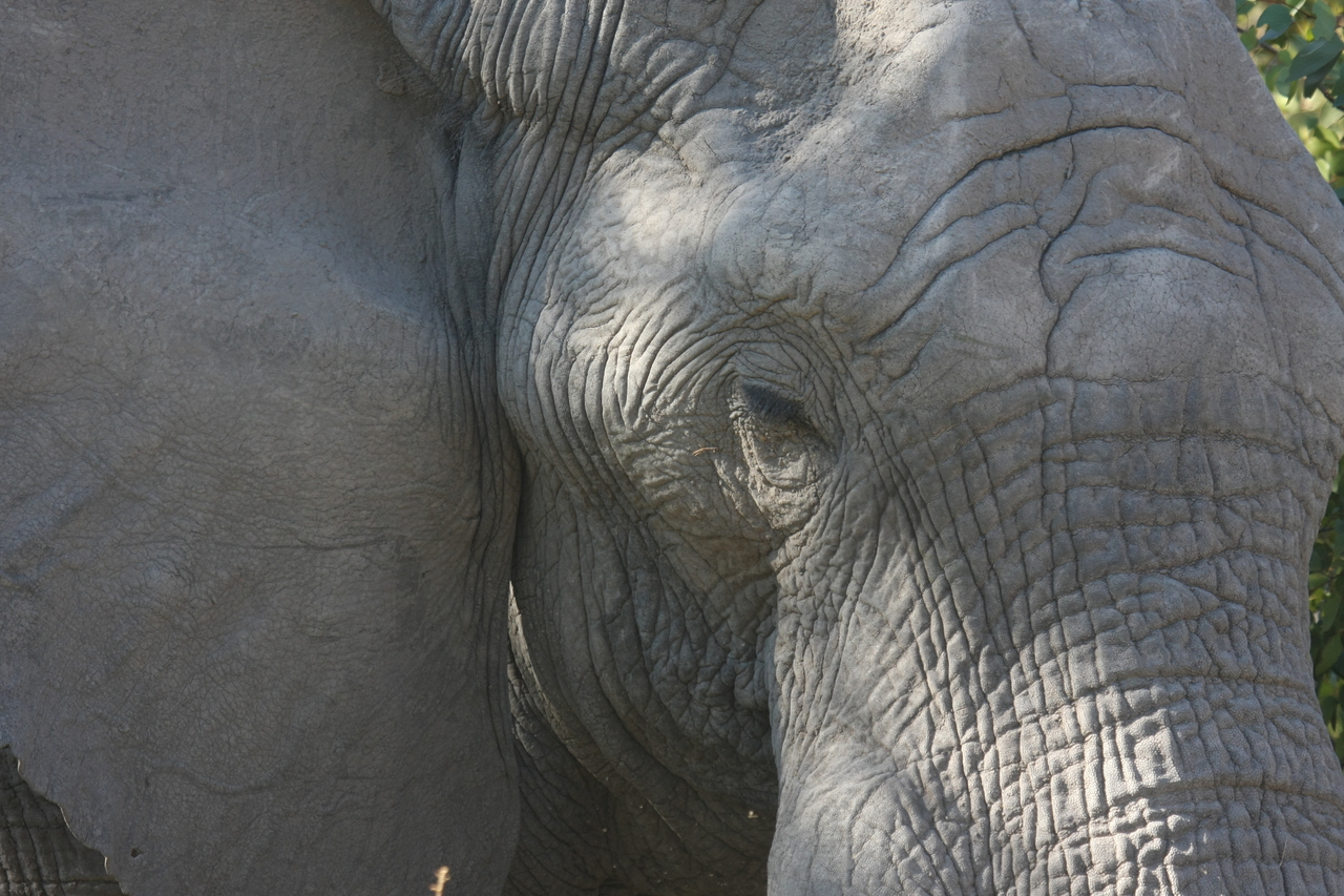 [17033] 2016_06_27_09_19_46_Africa_Canon_EOS_40D_IMG__09818.jpg