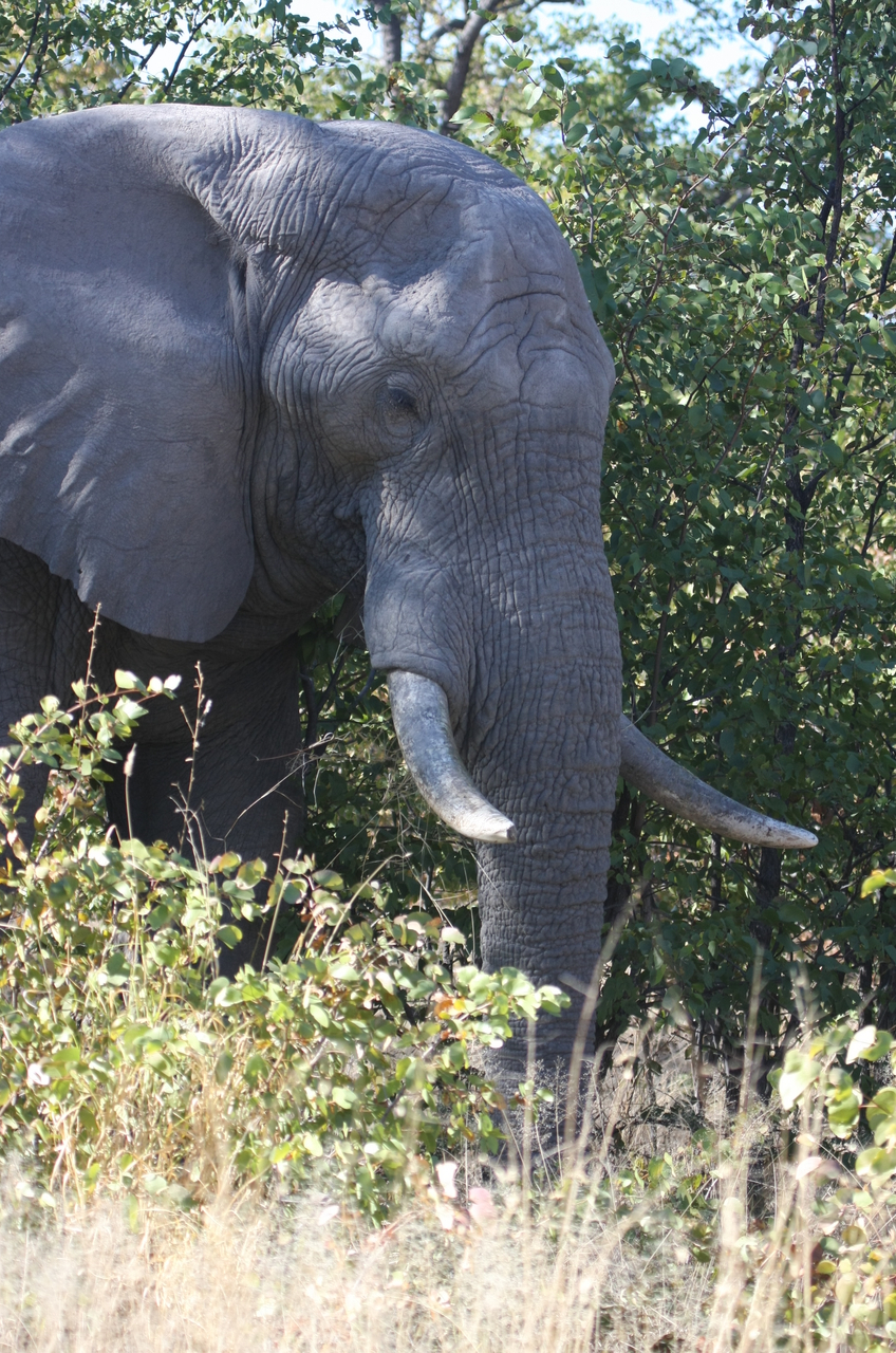 [17044] 2016_06_27_09_20_16_Africa_Canon_EOS_40D_IMG__09821.jpg