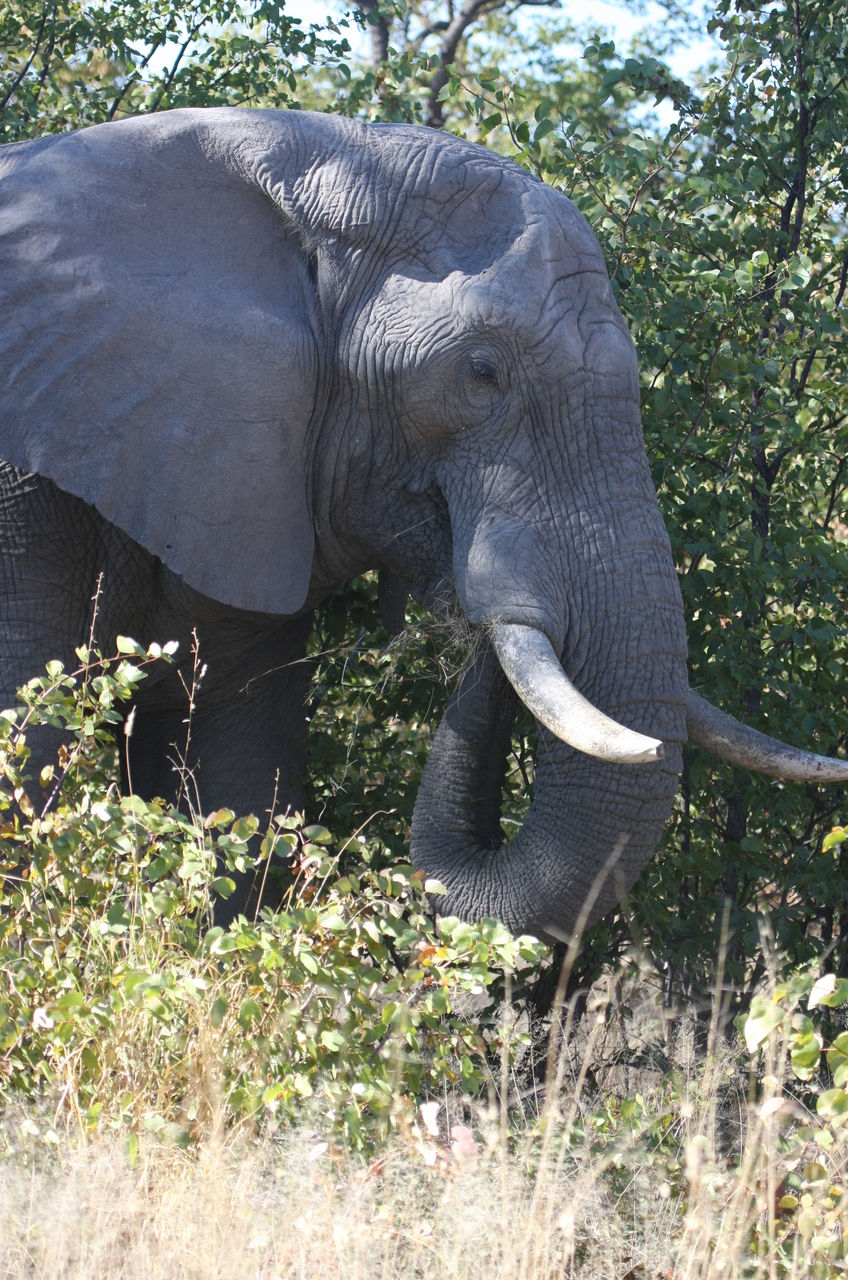 [17050] 2016_06_27_09_20_18_Africa_Canon_EOS_40D_IMG__09823.jpg