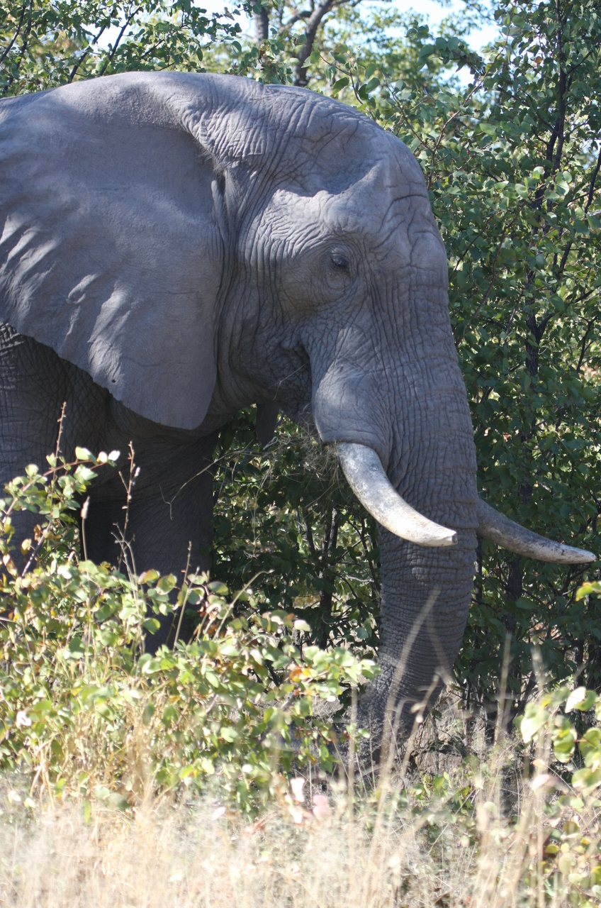 [17051] 2016_06_27_09_20_18_Africa_Canon_EOS_40D_IMG__09824.jpg