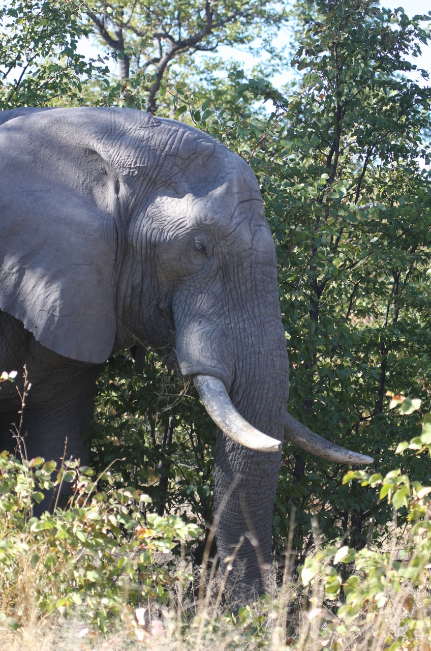 [17057] 2016_06_27_09_20_22_Africa_Canon_EOS_40D_IMG__09826.jpg