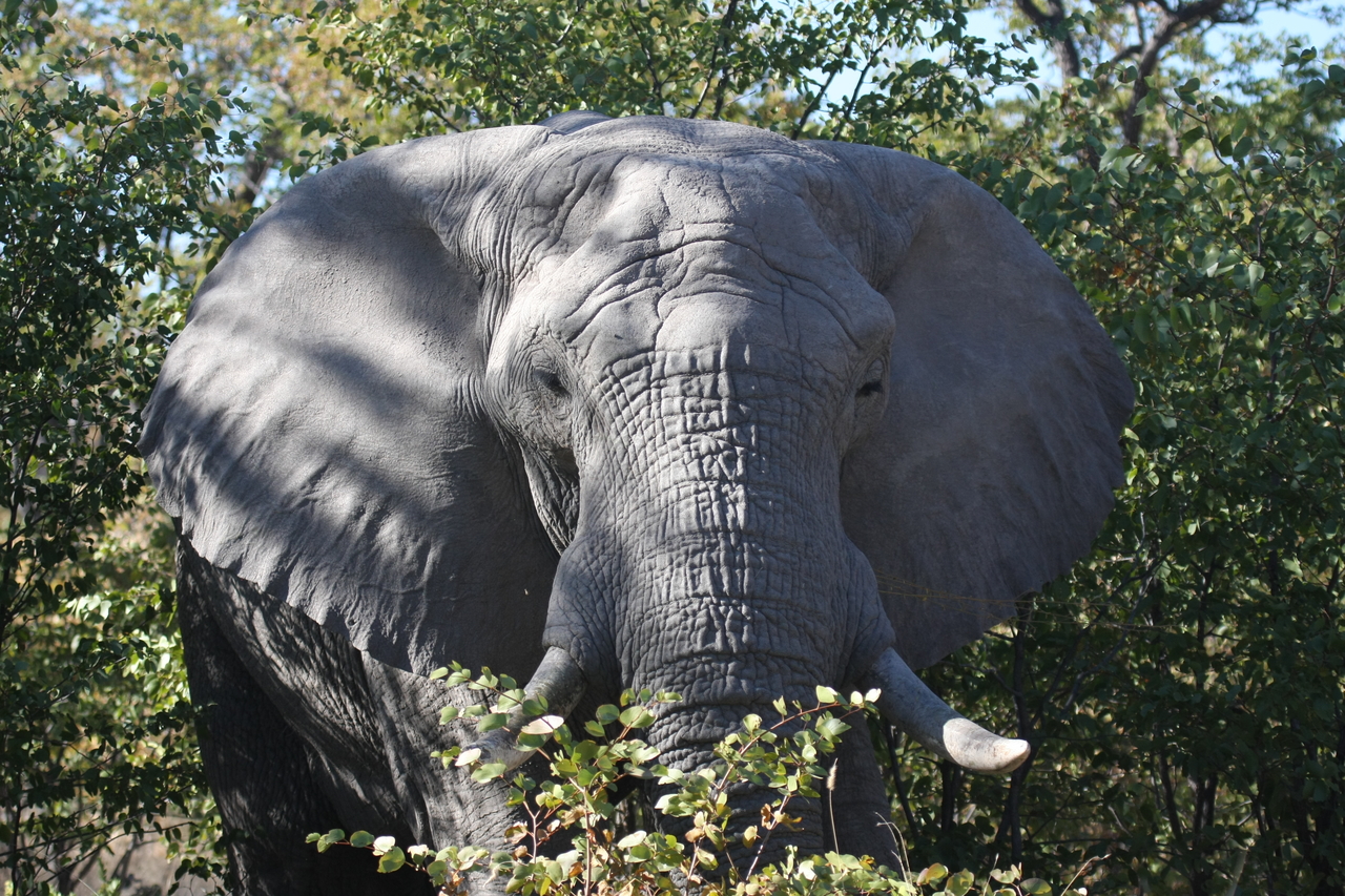[17060] 2016_06_27_09_25_59_Africa_Canon_EOS_40D_IMG__09828.jpg