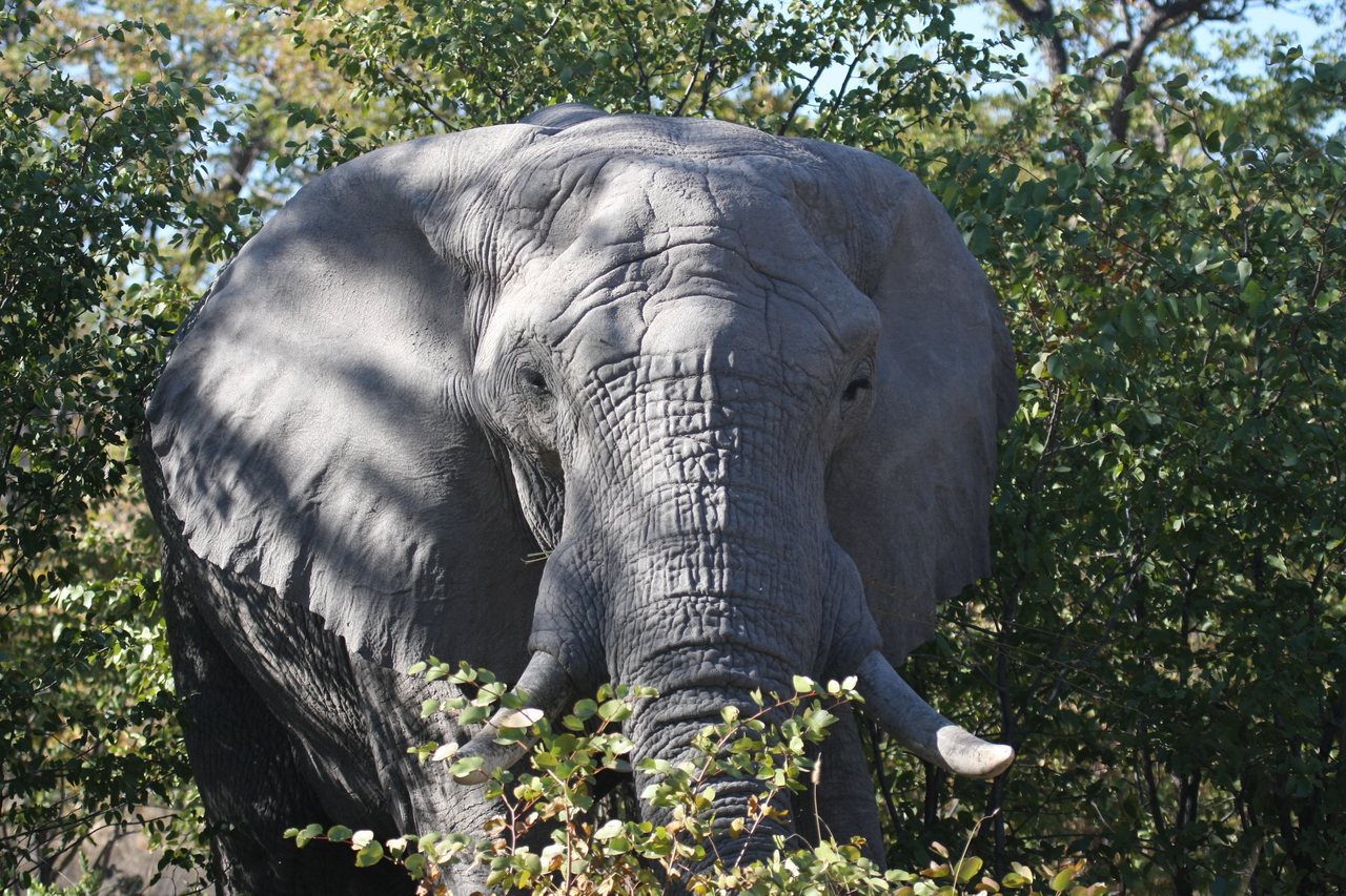 [17065] 2016_06_27_09_26_01_Africa_Canon_EOS_40D_IMG__09829.jpg