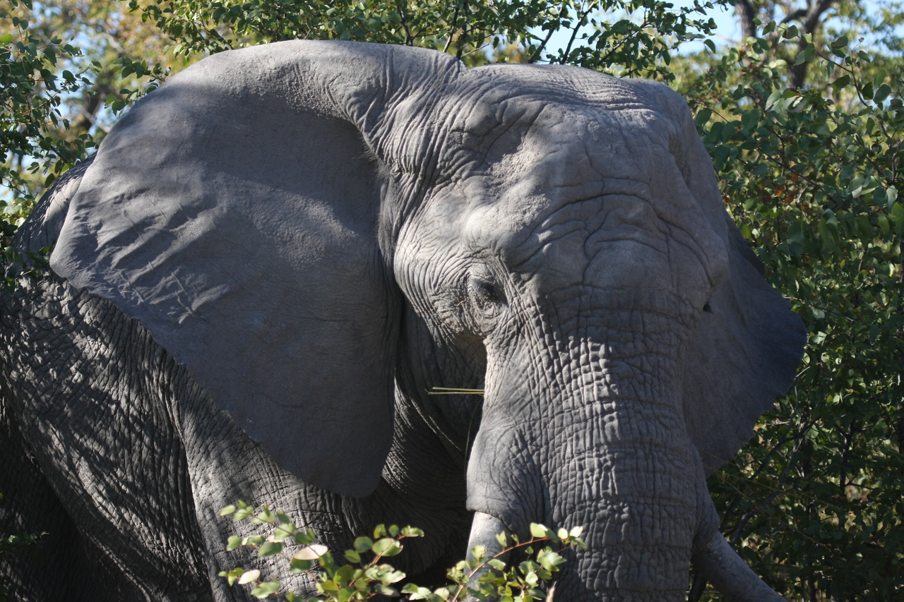 [17092] 2016_06_27_09_26_16_Africa_Canon_EOS_40D_IMG__09832.jpg