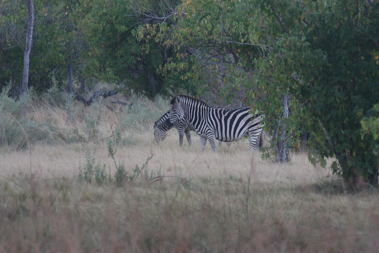 [17480] 2016_06_28_00_58_18_Africa_Canon_EOS_40D_IMG__02611.jpg