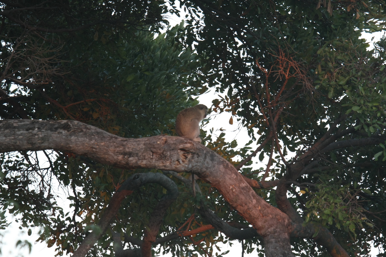 [17486] 2016_06_28_01_03_45_Africa_Canon_EOS_40D_IMG__00446.jpg