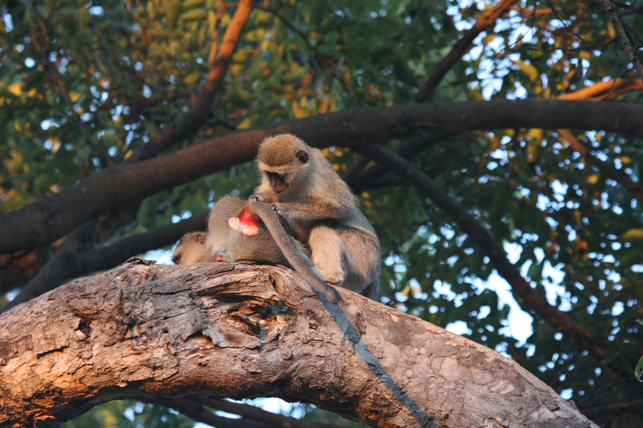 [17522] 2016_06_28_01_08_25_Africa_Canon_EOS_40D_IMG__02467.jpg