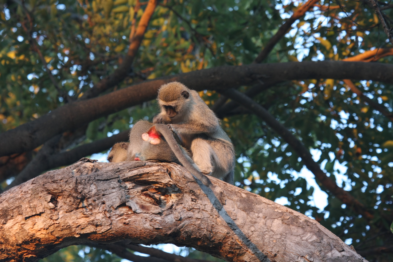 [17523] 2016_06_28_01_08_25_Africa_Canon_EOS_40D_IMG__09903.jpg