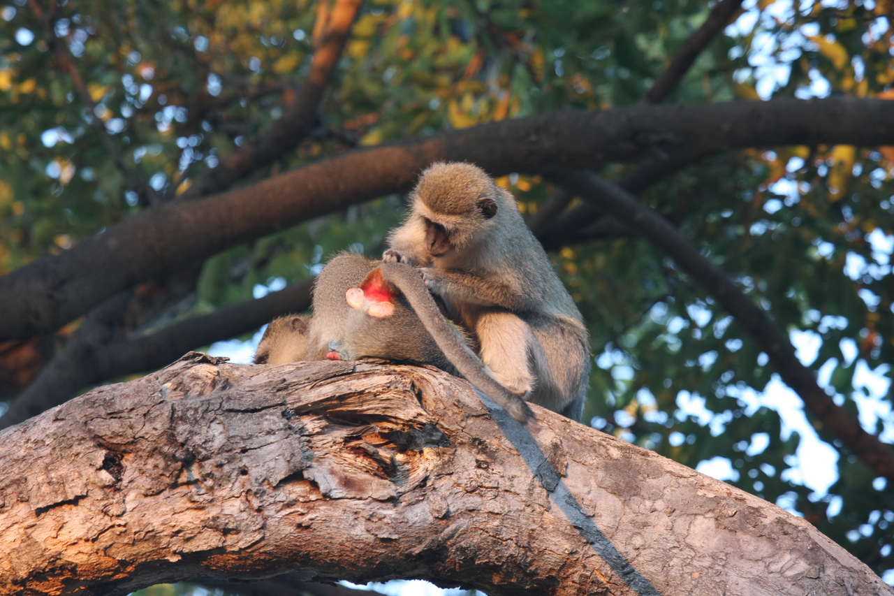 [17527] 2016_06_28_01_08_33_Africa_Canon_EOS_40D_IMG__02478.jpg
