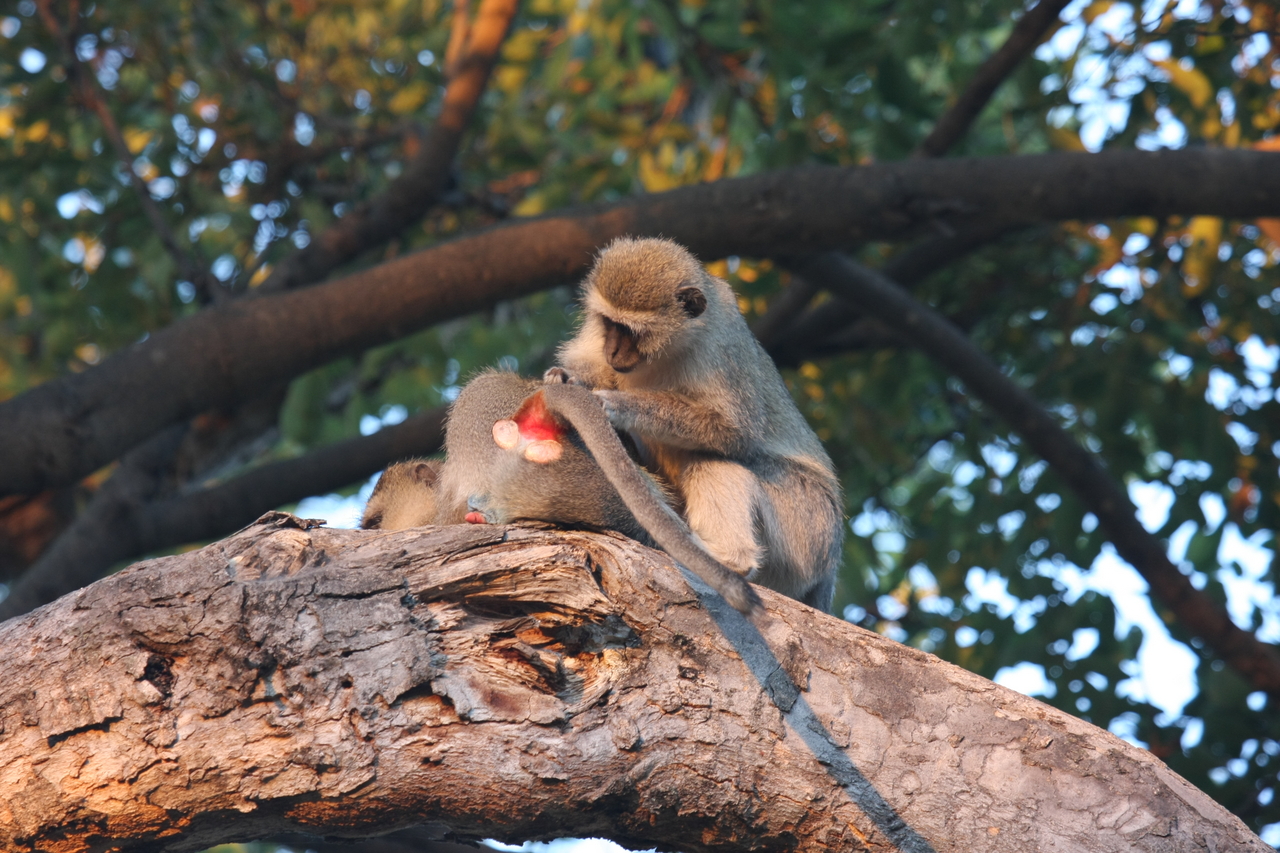 [17530] 2016_06_28_01_08_33_Africa_Canon_EOS_40D_IMG__09936.jpg
