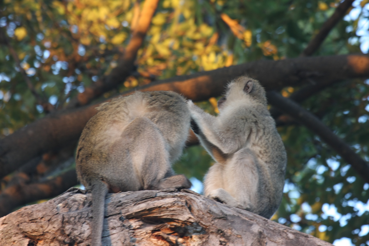 [17559] 2016_06_28_01_10_33_Africa_Canon_EOS_40D_IMG__09992.jpg