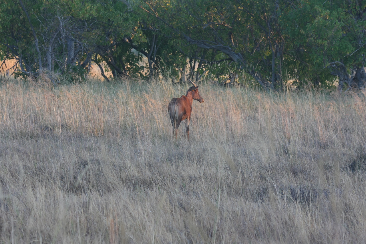 [17580] 2016_06_28_01_12_49_Africa_Canon_EOS_40D_IMG__02623.jpg
