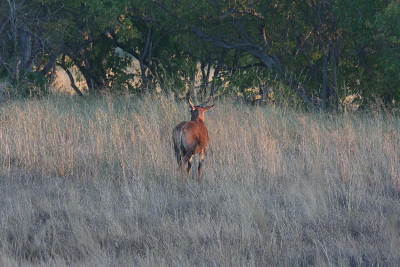 [17589] 2016_06_28_01_12_53_Africa_Canon_EOS_40D_IMG__10081.jpg