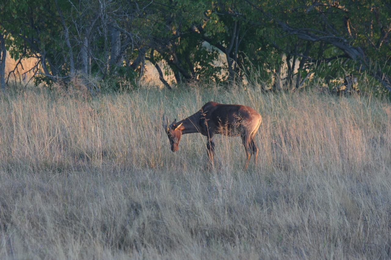 [17592] 2016_06_28_01_13_12_Africa_Canon_EOS_40D_IMG__00280.jpg