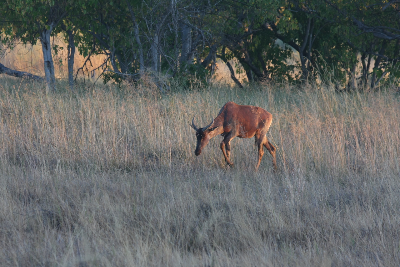 [17598] 2016_06_28_01_13_15_Africa_Canon_EOS_40D_IMG__00302.jpg
