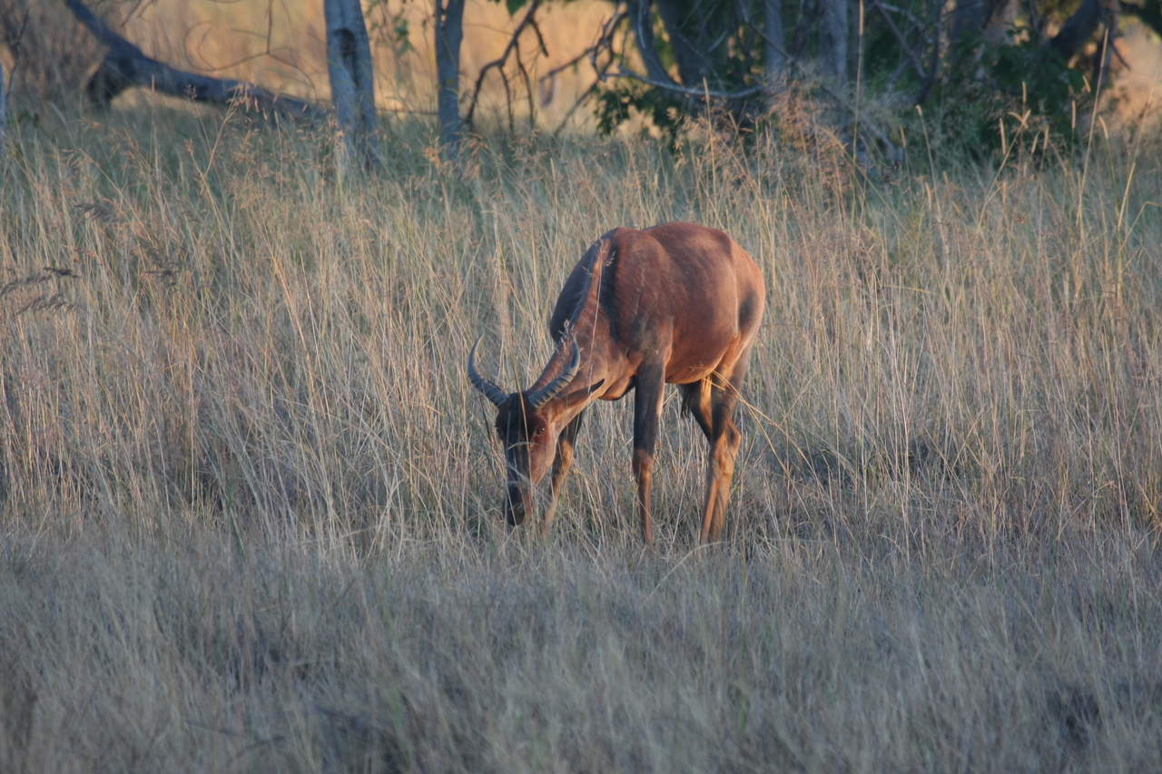 [17607] 2016_06_28_01_14_30_Africa_Canon_EOS_40D_IMG__00336.jpg