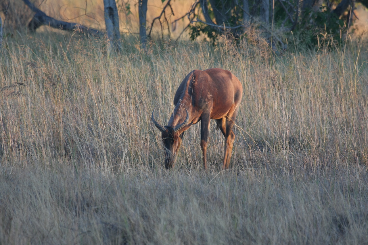 [17610] 2016_06_28_01_14_30_Africa_Canon_EOS_40D_IMG__02734.jpg