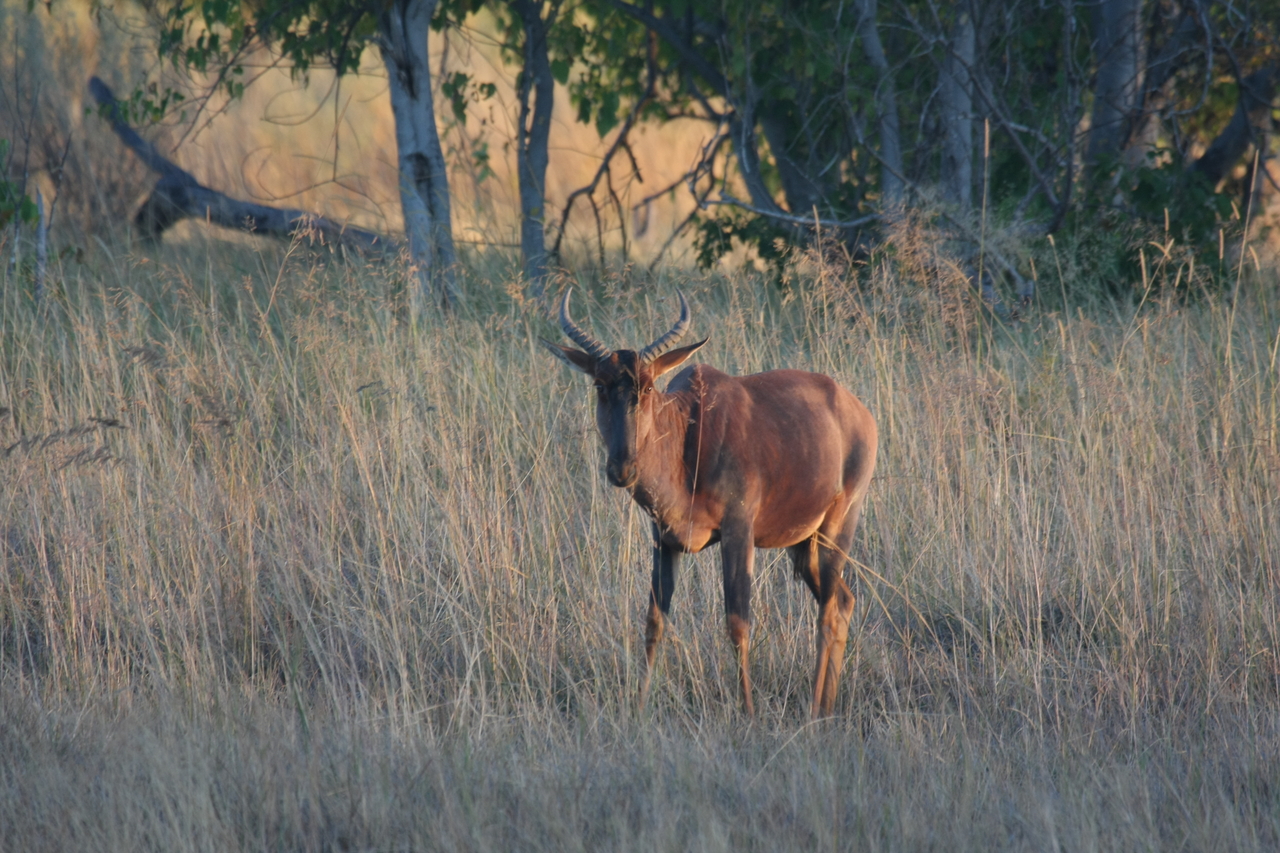 [17613] 2016_06_28_01_14_33_Africa_Canon_EOS_40D_IMG__00358.jpg