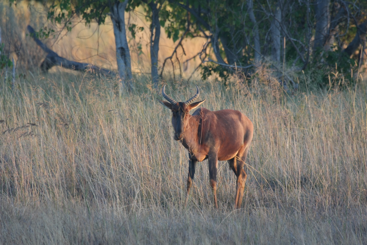 [17615] 2016_06_28_01_14_33_Africa_Canon_EOS_40D_IMG__00380.jpg